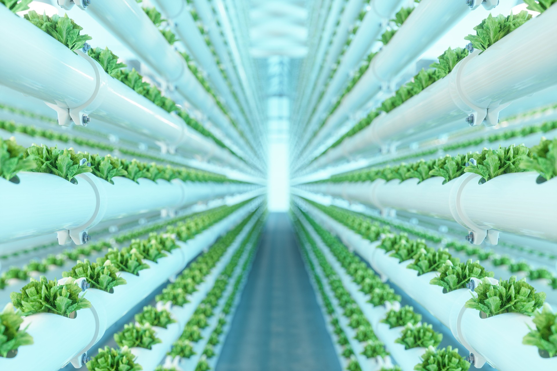 Close-up View Of Vertical Hydroponic Plant System With Cultivated Lettuces